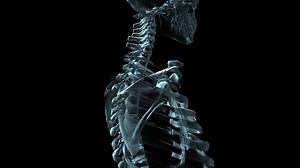 Download 3D medical animation of a human skeleton rotating - Loop for free
