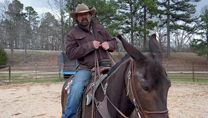 Real talk about mules, mule selection and pricing . Using NIGHT BLOOM | Max Bishop