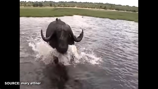 He pulled the trigger on a cape buffalo - seconds later, the animal charged back
