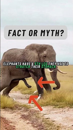 Fact or Myth? Elephant's fifth leg