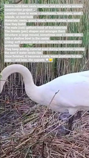 How Swans build their nests together. 🦢🥚