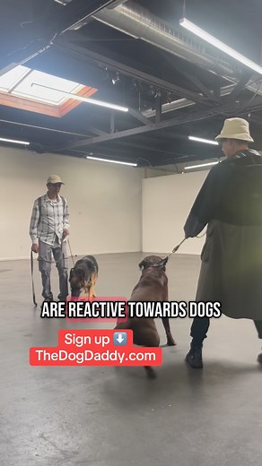 3.8K views · 2.4K reactions | All 3 dogs here have 2 things in common. They are all dog reactive and all having their first training session with @thedogdaddyofficial | The Dog Daddy | Facebook