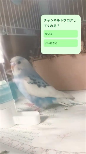 可愛い鳥見ていってね❣！