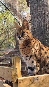 15K views · 625 reactions | Servals are important for controlling rodent populations in the wild. A single serval can catch up to 4,000 rodents a year. Pharaoh Serval’s food may drop down a food chute, but those wild instincts are still there, and our residents sometimes try to hunt wildlife that gets in their enclosure. #serval #sanctuary #predatorsnotpets #pittsboronc | Carolina Tiger Rescue | Facebook