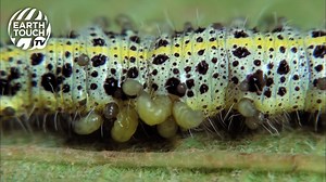 Who doesn't love a good zombie flick, amiright? Footage from Incredible Bugs (streaming this #Halloween on Earth Touch TV)⁣. | Earth Touch TV