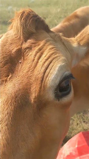 Bringing the cows home. It's so much easier to call cows than chase them.