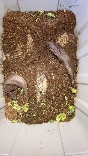 Delicious Chicken Feed Grubs for a Satisfying Meal