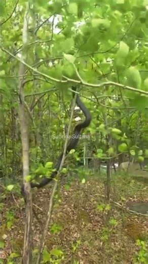"Amazing Scene: Watch How a Snake Climbs a Tree in the Jungle!"