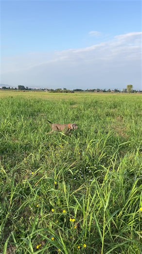 #hunting #weimaraner #recommendations #foryou