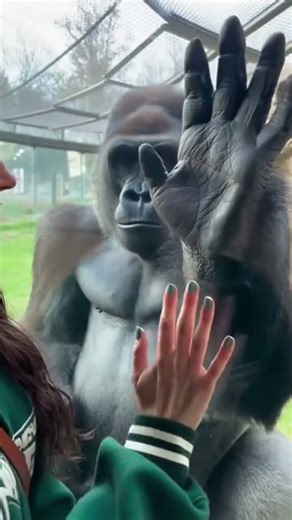 gorillas big hand 👏🦍 #gorilla #usa #funny