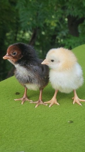 992K views · 5.8K reactions | Newborn Chick's Beautiful Chirping ...