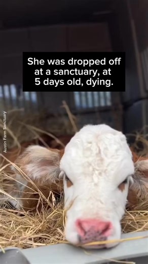 Zoe is a little cow who was lucky enough to live a dignified life at Austin Farm Sanctuary . She, like all cows, deserves respect and lots of love 💚🐮 🎥 Austin Farm Sanctuary edited by Emmy for Animals #cow #baby #happycow #cute #iloveanimals | Emmy for Animals