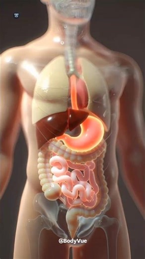 How to Increase Good Gut Bacteria Naturally | Medical 3D Animation #guthealth