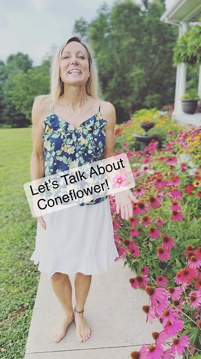 What do you think about coneflower? 🌸 🌸 She can take the heat.☀️ 🌸 She’s drought-tolerant once established. 👏 🌸 She blooms best in full sun but can take part sun. 🌸 She is deer-resistant. 🦌 🌸 Expect gold finches to find them if you leave the dried seed heads. 💛 What’s not to love? Who has planted coneflower? What questions or tips do you have to share? 🌸 Big thanks to Chris and Christy Hampton for sharing their garden with us. 🩵 📹: @clallen21 #heyhoneysuckle #coneflower #zone6garden 