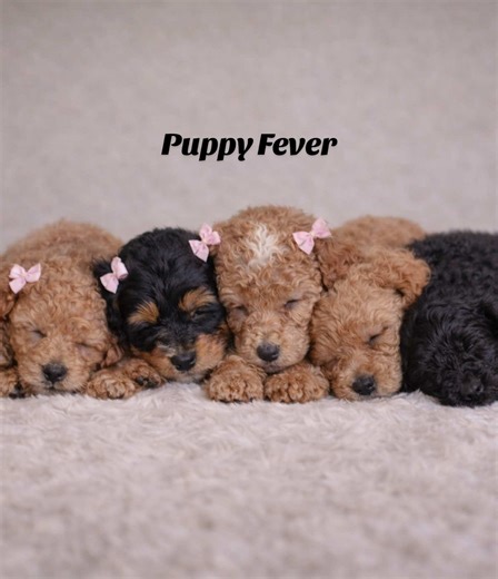 🐾 Cavapoo Puppies – Family Raised We have a beautiful litter of F1 Cavapoo puppies, currently 5 weeks old, raised in our home with love, attention, and daily interaction. They’re already comfortable being handled and are developing sweet, playful personalities. About the parents: Mom is a registered Mini Poodle and weighs 18 pounds. Dad is a Cavapoo and weighs 16 pounds. Both have gentle, loving temperaments, and you can already see that coming through in the puppies. About the pups: They’re fa