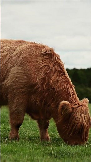 🐂 Mini Highland Cattle | Agri Farming
