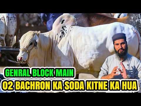 Northern Bypass Cow Mandi General Block | 02 Bachron ka SODA | Cattle Market Karachi