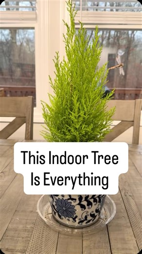 Sea & Soil Gardening on Instagram: "My absolute favorite indoor plant. 🌿🍋 The lemon cypress tree. If you live in a colder zone, this little tree is a dream houseplant—and here’s why: • That fresh, lemony scent is completely natural and makes your home smell amazing • It keeps its bright green color year-round, even in the middle of winter • It has a clean, upright shape that looks beautiful in any room • It thrives in containers, making it perfect for indoor living • It brings major evergreen 