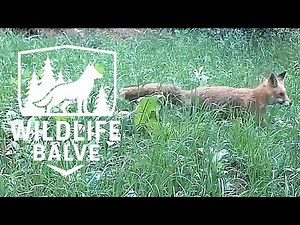 Der Rotfuchs im Sauerland – Heimlicher Jäger der Wälder | Wildlife Balve