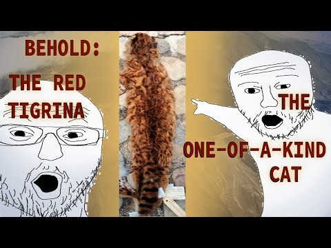 THE RED TIGRINA: the journey of just one pelt