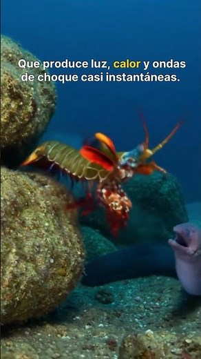 Camarón Mantis: el animal que golpea más rápido que un rayo 🦐💥 #oceanografia #mundoanimal #animals