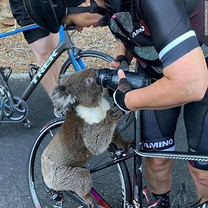 106K views · 10K reactions | During a heat wave in Australia, a koala approached cyclists on the road for a sip of water. https://cnn.it/36uAMRC | CNN International | Facebook