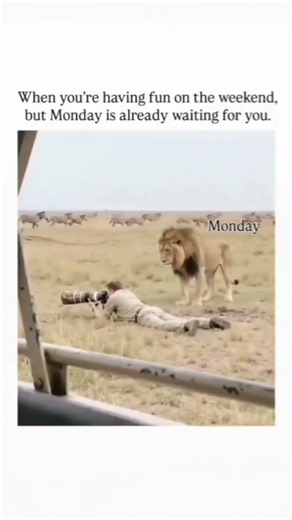 Sunday vibe #funny #lion #photography #monday #meme #notready #why #sundayruined #funnyshorts