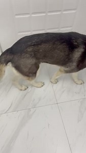Hi everyone. This young husky pup was found on the streets. No chip. She looks dumped. She has a limp that needs sorting and she is also in heat so boarding her IS an issue and she can’t stay at the vet. Can anyone please come forward to foster her?? | Animal Action