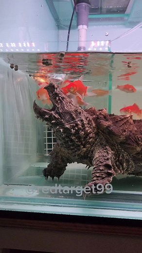 Double Miss Turtles - Snapping Turtle Encounter