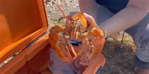 'Ultra rare' orange lobster rescued from seafood shop, returned to sea in New York