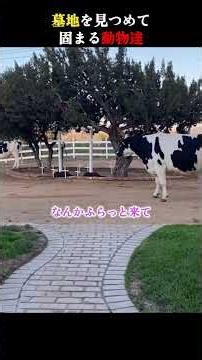 墓は祖父母と飼っていた猫たちだそう #恐怖 #ホラー #horror