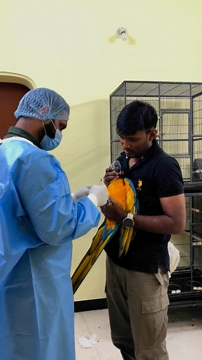 Raavanan on Instagram: "Avian Endoscopy procedures part 1 (Anesthesia) important note before make sure bird crop is empty to avoid choke food or fluids going down the trachea.. #avianendoscopy #aviananesthesia #blueandgold #blueandgoldmacaw"