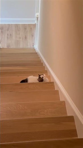 What is this kitten doing on the stairs??