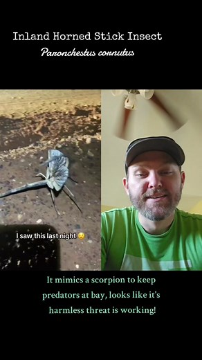 Inland Horned Stick Insect: Nature's Master Mimic