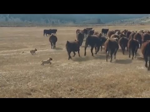 Pair Of Pugs Herd Cattle On Ranch