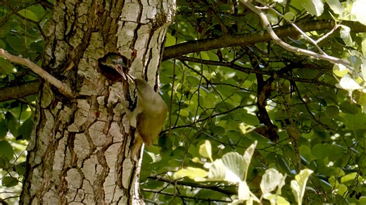 Hidden forest wildlife woodpeckers and rare forest creatures