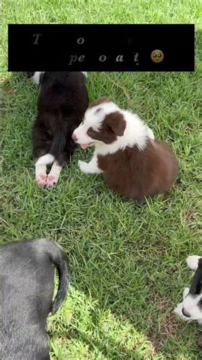 Labrador Puppies With The Sweetest Personalities 🐶💛