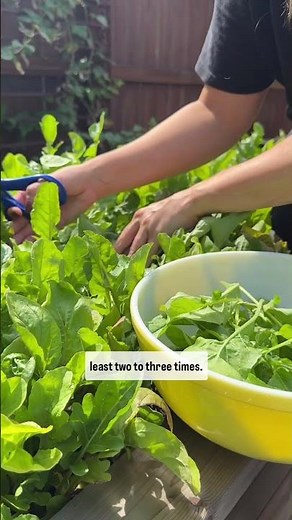 If you kill every plant, you’ve gotta try Arugula! Here’s how to start🌿#garden #salad #arugula