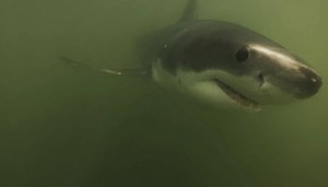 Incredible Footage: Tow boat employees caught GoPro footage of a shark off the coast of Long Beach -- and they say they saw at least a dozen more. http://4.nbcla.com/U8reEdh | NBC LA
