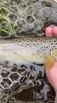 Catching a Nice Wild Brown Trout from a Small Stream (Fly Fishing)