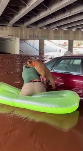 Chocolate Flood Traps Boxer — Owner’s Wild Underpass Rescue!