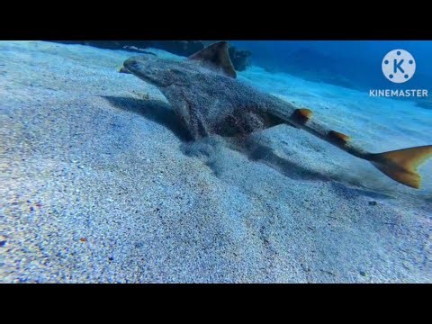 Meet the Sandy Predator: Angel Shark's Camouflage & Hunting Secrets Revealed
