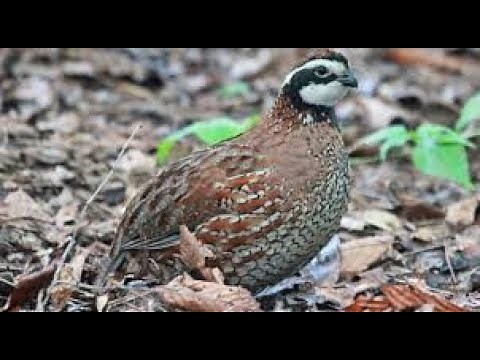 Learn how to raise Bobwhite Quail from Park Ranger, Phil DeJarnatt form Iowa County Conservation!