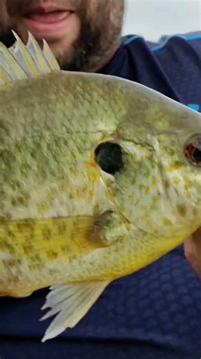 Shellcracker Fishing ♥️💁‍♂️💙