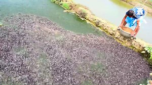 1.7M views · 22K reactions | Millones de peces son alimentados en estanques de agua dulce / Crianza de peces (piscicultura) ultra intensiva. | Zootecniabc | Facebook