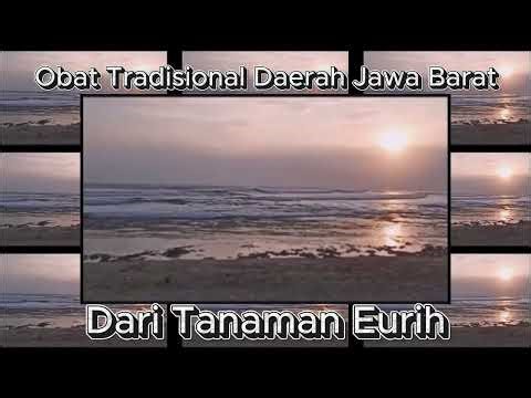 Obat Tradisional Dari Tanaman Eurih atau Ilalang