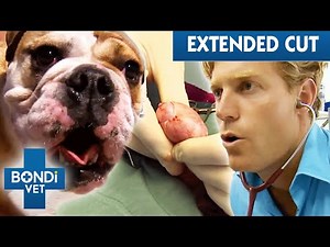 Plastic Gonads Implanted On Overly Active Bulldog! 😳 | Extended Cuts | Bondi Vet Full Episodes