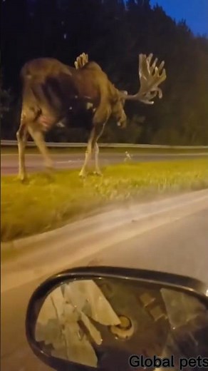 Ultimate amazing animals Transformation. Episode no 40. #deer #camel #parrotwrassefish