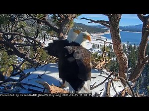 Big Bear Bald Eagle Live Nest Cam 😱❄️First visit Jackie and Shadow after the snowstorm 2021-12-15