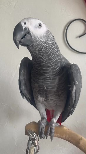 Amazing Talking Pako Bird - Parrot Vocalises in French